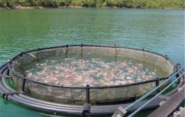 Once a booming industry, Chilean salmon production has plummeted