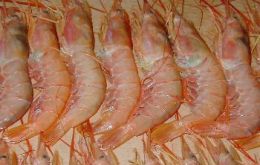 Frozen pink shrimp for export. Shrimp was Argentina's second most important export in the year through March.