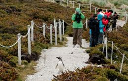 Strict and clear guidelines for operators and tourists visiting the Gypsy Cove and Yorke Bay penguin colonies on cruise ship days.