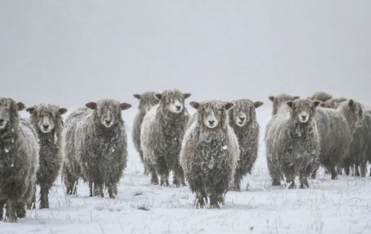 The snow covering the pastures is making it difficult for the animals to eat, Jamieson explained