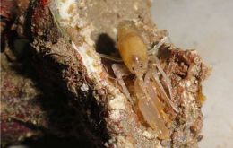 Genetic testing confirmed it was in fact a new species (Pic UFPE)